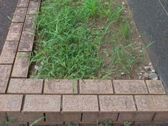 植栽のある外構  