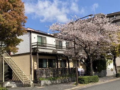 春の桜と建物の外観