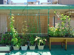 中庭のガーデニングスペース