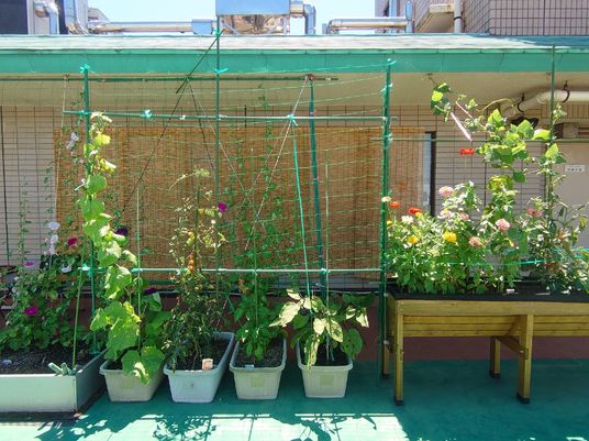 緑豊かな屋上庭園