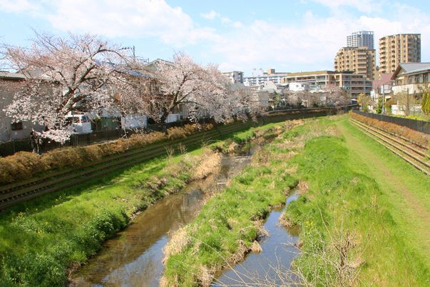 桜並木沿いの散策路