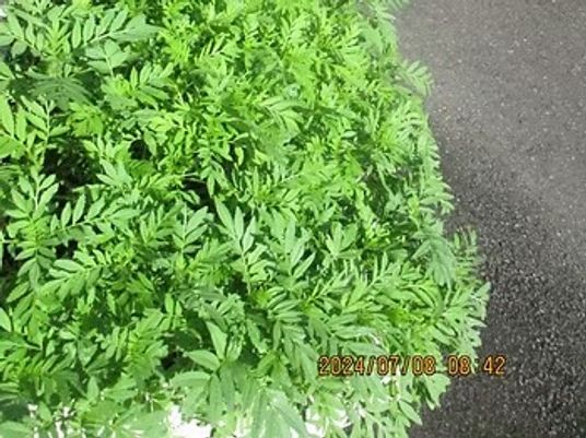 緑の植え込みと通路の外観  
