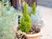 植木鉢の草花が並ぶ庭先  