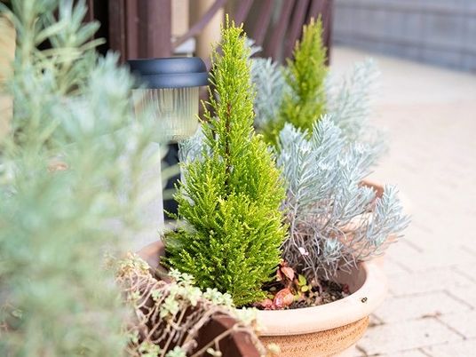 植木鉢の草花が並ぶ庭先  