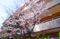 桜が咲く建物外観