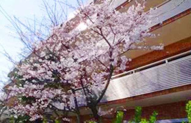 桜が咲く建物外観