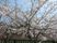満開の桜の庭