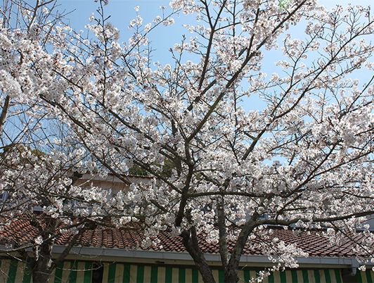 満開の桜の庭