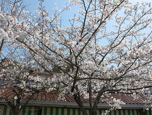 満開の桜の庭