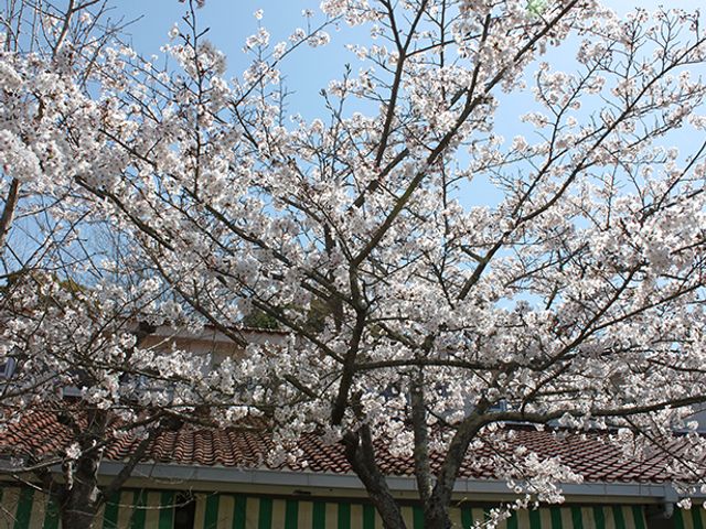 満開の桜の庭 庭 春には桜が満開になり、美しい景色が楽しめます。施設の庭でリラックスしたひと時をどうぞ。