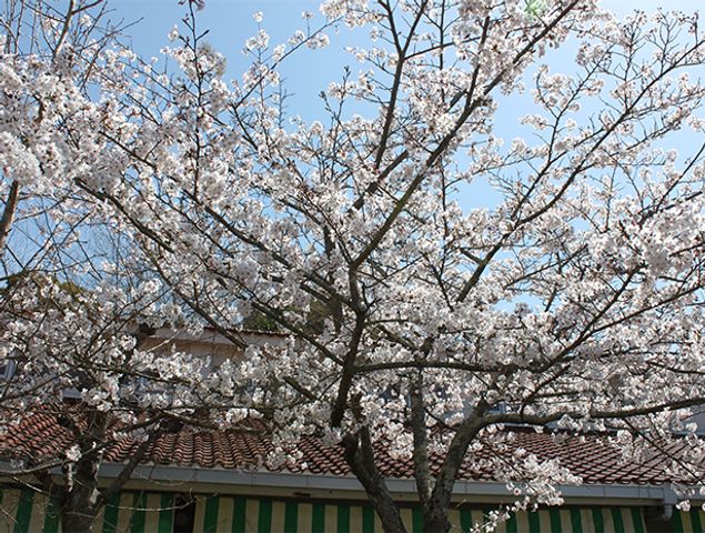 満開の桜の庭 庭 春には桜が満開になり、美しい景色が楽しめます。施設の庭でリラックスしたひと時をどうぞ。