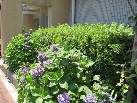 紫陽花が咲くエントランス前
