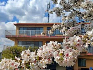 桜と建物の外観  