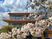 桜と建物の外観  