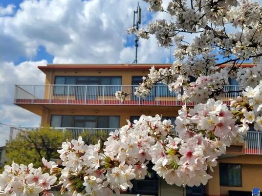 桜と建物の外観  