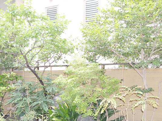 中庭の植栽  