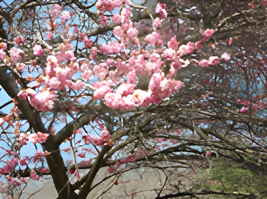 桜の咲く庭