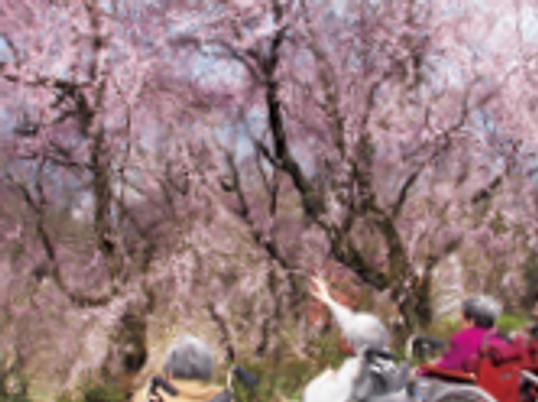 桜を楽しむ人々の庭