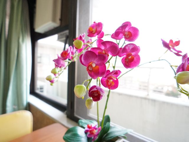 窓辺の鮮やかな蘭 花 窓際に彩られた華やかな花が優しい印象を与え、心を和ませてくれます。