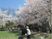 桜並木と散策する人々