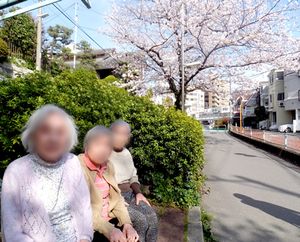満開の桜の道