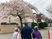 桜並木と散策する人々