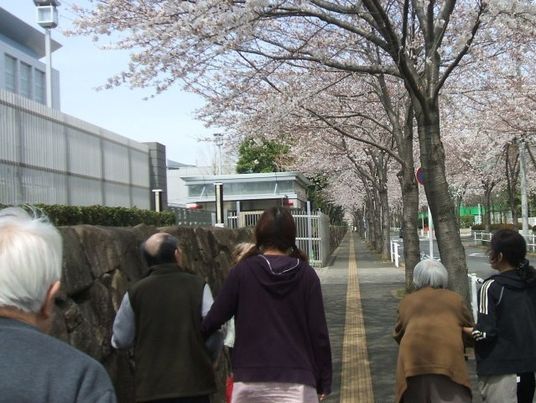 桜並木沿いの散歩道