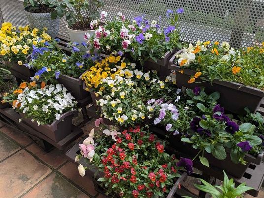色とりどりの花壇の庭  