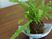 シダ植物のあるテーブル