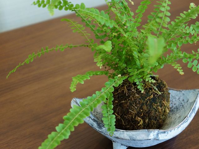シダ植物のあるテーブル 観葉植物 ナチュラルな雰囲気の中で心落ち着く緑がお出迎え。ゆったりとした時間を過ごせる空間です。