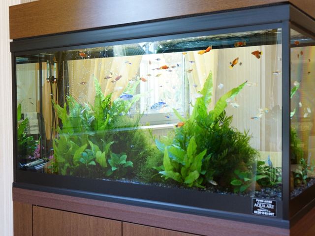 共有スペースの水槽 水槽 ゆったりとしたラウンジに設置された水槽が、心を和ませてくれる空間を演出しています。色とりどりの魚たちが、訪れる方に穏やかな時間を提供します。