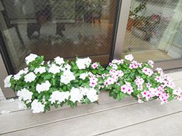 窓辺の鮮やかな花