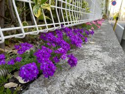 紫色の花が植えられた歩道