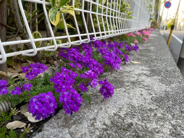 紫色の花が植えられた歩道