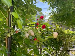 赤い花の咲く緑豊かな中庭