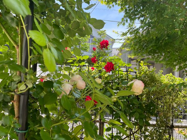 赤い花の咲く緑豊かな中庭