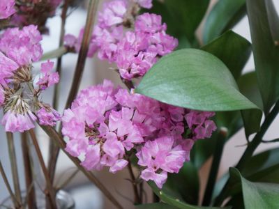 ピンクの花と緑の葉
