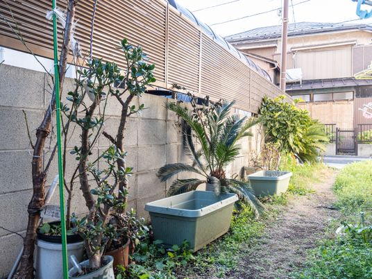 中庭の植物と道