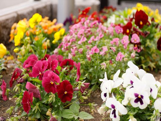 色とりどりの花壇情景