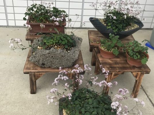 花の鉢植えの庭  