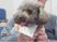 セントケア鵠沼のセラピー犬。動物を飼うことで癒しや効果などを提供している。