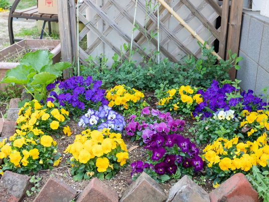 色とりどりの花壇