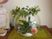 丸いガラスの植木鉢