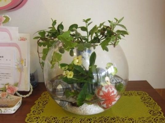 丸いガラスの植木鉢