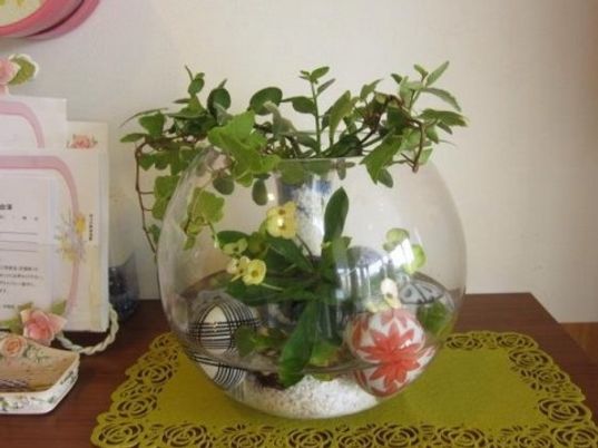 丸いガラスの植木鉢