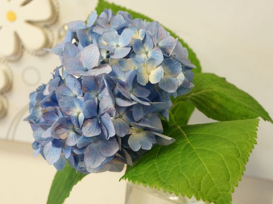 青紫色のアジサイの花