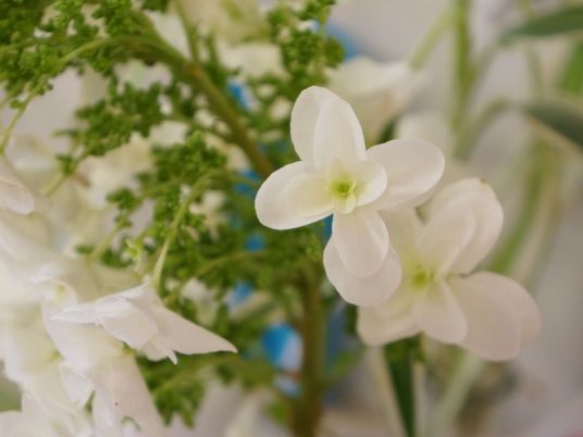 白い花のクローズアップ