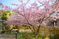 桜の咲く庭