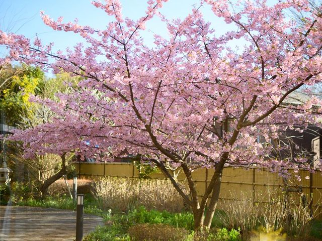 桜の咲く庭 庭 四季を楽しめる美しい庭です。リラックスした時間を過ごすことができます。