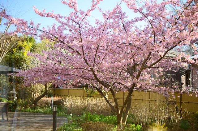 桜の咲く庭 庭 四季を楽しめる美しい庭です。リラックスした時間を過ごすことができます。